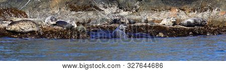 Group Of Spotted Seals (largha Seal, Phoca Largha) Laying On Coastal Rocks. Seal Sanctuary Panorama.