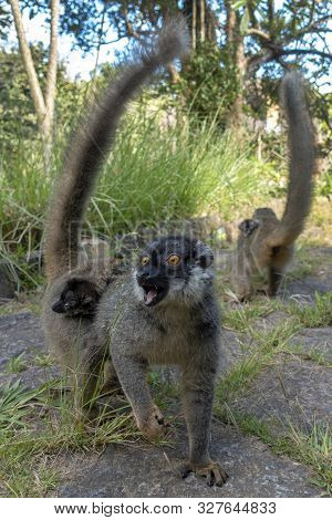 Red Fronted Brown Lemur ( Eulemur Rufifrons ). Mother And Baby. Madagascar, Close Up