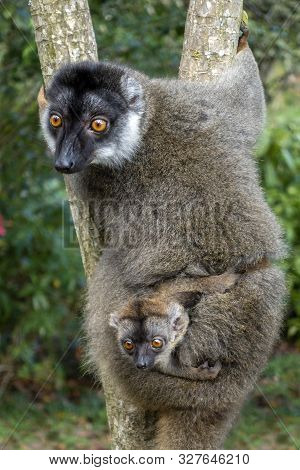 Red Fronted Brown Lemur ( Eulemur Rufifrons ). Mother And Baby. Madagascar, Close Up
