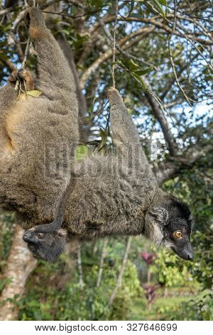 Red Fronted Brown Lemur ( Eulemur Rufifrons ). Mother And Baby.madagascar, Close Up