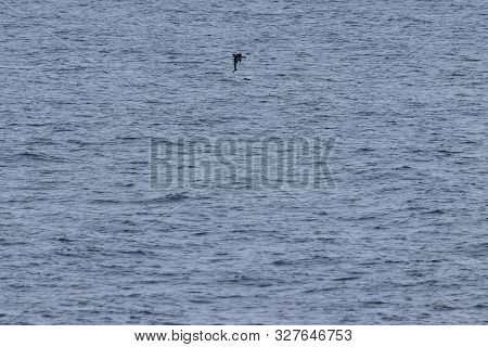 Dolphin Jumping In The Ocean. Pacific White-sided Dolphin Lagenorhynchus Obliquidens In Natural Habi