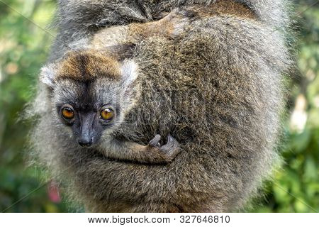 Red Fronted Brown Lemur ( Eulemur Rufifrons ). Young Baby.portrait. Close Up.madagascar,