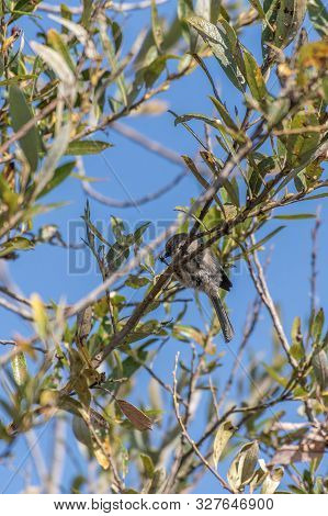 Tiny Bushtit Grasps The Tree Branch With One Claw And The Foraged Bug Meal In The Other.