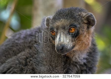 Red Fronted Brown Lemur ( Eulemur Rufifrons ). Portrait. Close Up.madagascar,