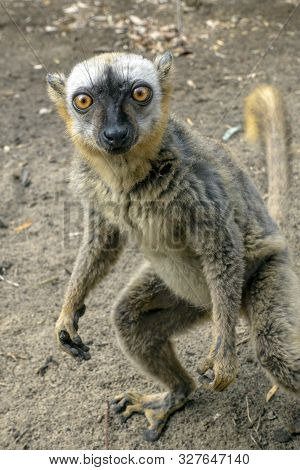 Red Fronted Brown Lemur ( Eulemur Rufifrons ). Madagascar, Close Up
