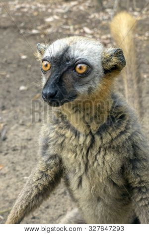 Red Fronted Brown Lemur ( Eulemur Rufifrons ). Madagascar, Close Up