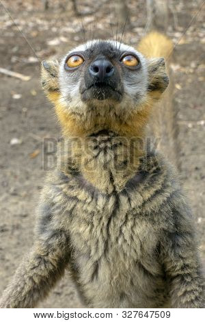 Red Fronted Brown Lemur ( Eulemur Rufifrons ). Madagascar, Close Up
