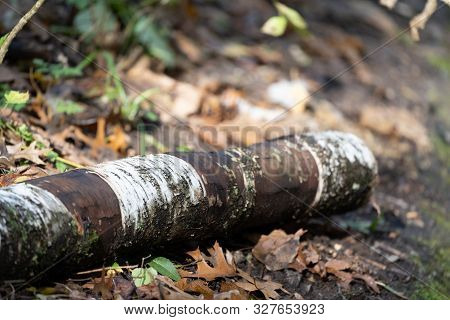 Selective Focus On A Birch Log On The Forest Floor In Autun With Leaves