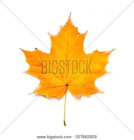 Single maple falll leaf isolated on white