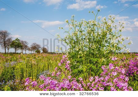 Paisaje colorido en primavera