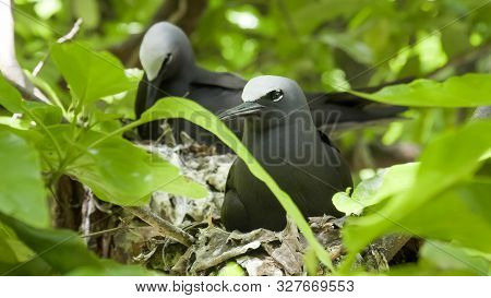 Close Up Of A White Capped Noddy On A Nest At Heron Island
