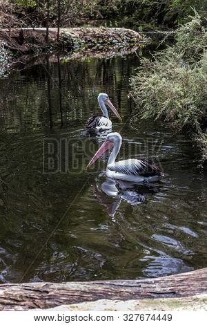 Large waterfowl Australian pelicans with a pink beak swim in a shallow pond. Australian park. Pelicans are looking for fresh fish. Ecotourism concept