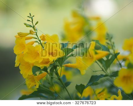 Magnoliophyta, Angiospermae Gold Yellow Trumpet Flower, Ellow Elder, Trumpetbush, Tecoma Stans Blurr