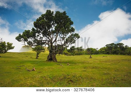 Beautiful landscape of Ancient trees in Madeira Island - Portugal