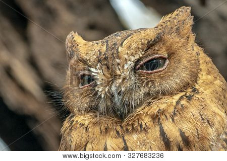 Madagascar Scops-owl  ( Otus Rutilus), Pemba Dwergooruil, Malagasy - Portrait,close Up