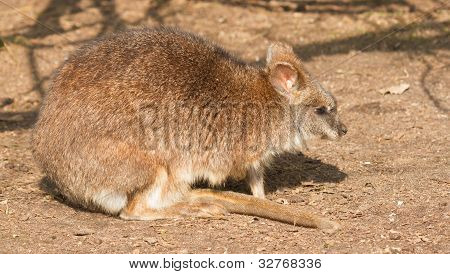 ตัว Wallaby ปาร์มา