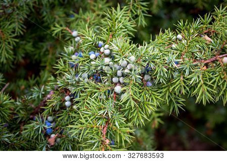 A Juniper Branch With Juniper Berries In Autumn Time, Picture Taken In The National Park 
Dwingelder