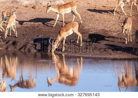 A Group Of Impalas -aepyceros Melampus- Drinking From A Waterhole In Etosha National Park, Namibia.