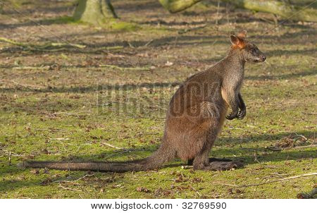 Wallaby พรุอย่างใกล้ชิด