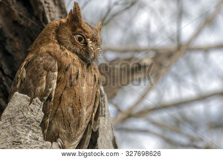 Madagascar Scops-owl  ( Otus Rutilus), Pemba Dwergooruil, Malagasy