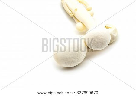 White Beech Mushroom, Shimeji Mushroom, Isolated On White Background. Fresh Food Enoki Mushrooms Con