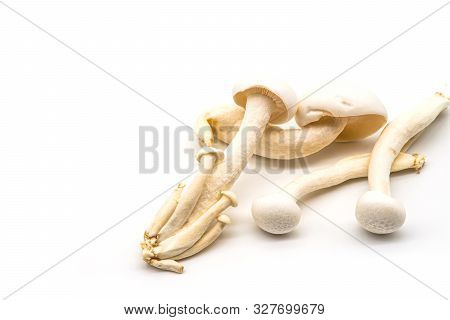White Beech Mushroom, Shimeji Mushroom, Isolated On White Background. Fresh Food Enoki Mushrooms Con