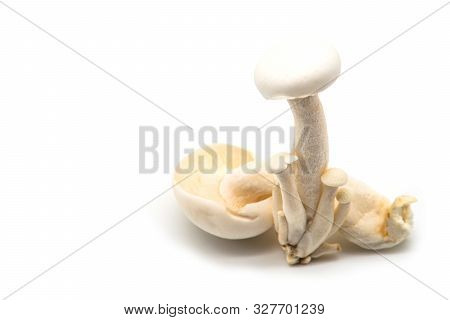 White Beech Mushroom, Shimeji Mushroom, Isolated On White Background. Fresh Food Enoki Mushrooms Con