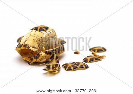 Turtle Shell Carcass Broken On White Background. Broken Shell Damaged Tortoise.
