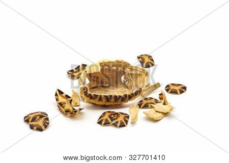 Turtle Shell Carcass Broken On White Background. Broken Shell Damaged Tortoise.