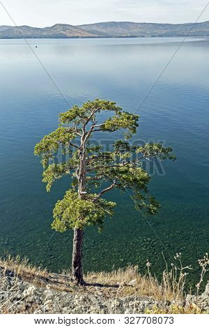 Lonely Pine Tree On The Rocky Shore Of Lake Turgoyak In The Southern Urals, The Lake Is Also Called 