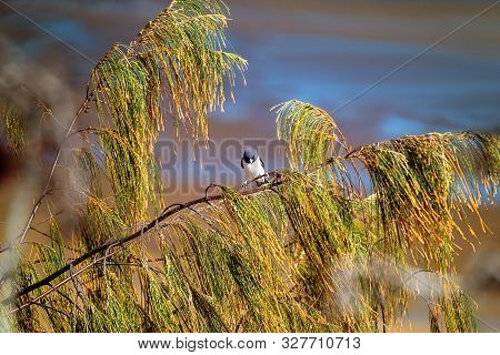 A Masked Wood Swallow Bird Perched On A Fir Tree Branch By The Beach