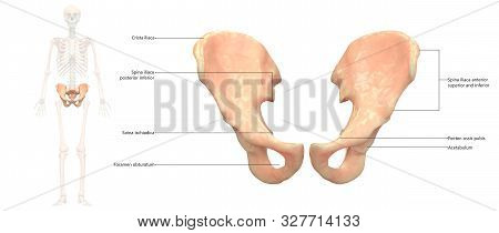 3d Illustration Concept Of Human Skeleton System Hip Bone Joints Described With Labels Anatomy Anter