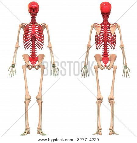 3d Illustration Concept Of Human Skeleton System Axial Skeleton Anatomy Posterior View
