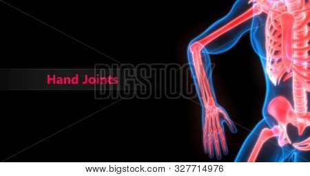3d Illustration Of Human Skeleton System Hand Joints Anatomy
