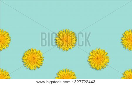 Yellow Flower Patterm On Blue Background. Dandelion Flower Summer Background Close Up. Copy Space