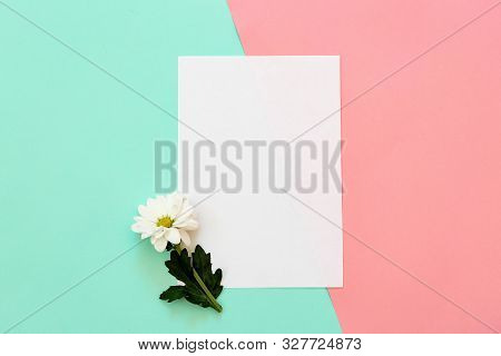 White Chrysanthemum With Copy Space On A Mint And Pink Background