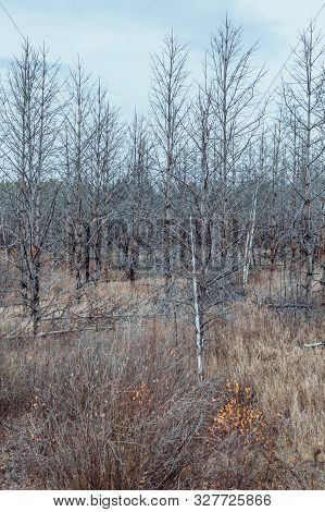Dead Pine Forest. Zone Of Radiation Contamination. The Techa River, Chelyabinsk Region, Russia. Vert