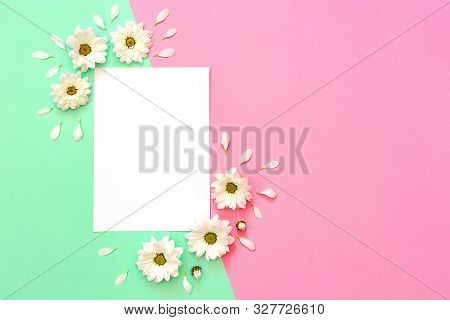 White Chrysanthemum With Copy Space On A Green And Pink Background