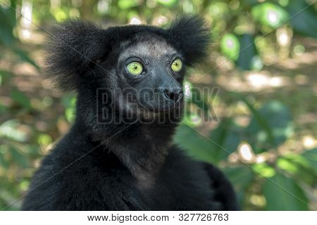 Beautiful Image Of The Indri Lemur - Indri Indri. Close Up.portrait