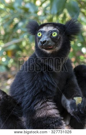Beautiful Image Of The Indri Lemur - Indri Indri.portrait. Madagascar
