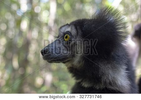 Beautiful Image Of The Indri Lemur - Indri Indri. Close Up,portrait