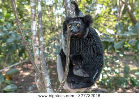 Beautiful Image Of The Indri Lemur - Indri Indri. Detail,close Up