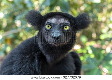 Beautiful Image Of The Indri Lemur - Indri Indri.  Portrait, Close Up.
