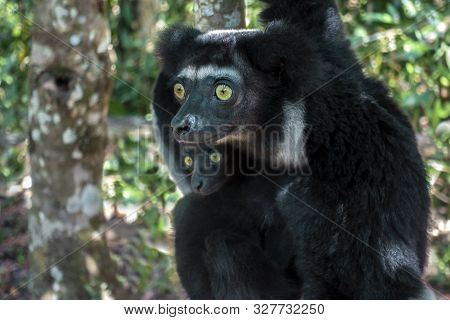 Beautiful Image Of The Indri Lemur - Indri Indri. Together With The Baby