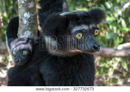 Beautiful Image Of The Indri Lemur - Indri Indri. Together With The Baby