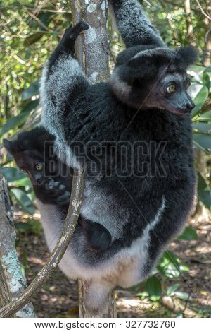 Beautiful Image Of The Indri Lemur - Indri Indri. Together With The Baby