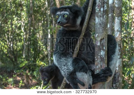 Beautiful Image Of The Indri Lemur - Indri Indri. Together With The Baby