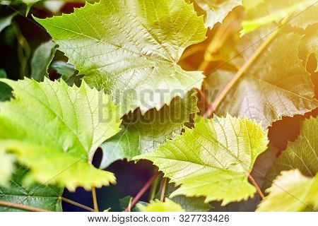 Grape Leaves In Vineyard. Green Vine Leaves At Sunny September Day. Soon Autumn Harvest Of Grapes Fo