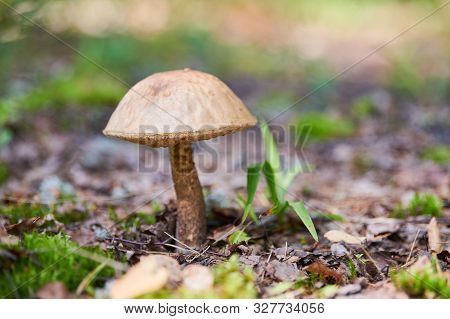 Leccinum Versipelle Mushroom. Orange Birch Bolete In Autumn Forest. Seasonal Collection Of Edible Mu