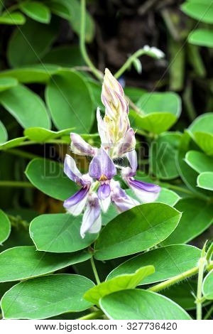 The Flower Name Kanpai Mahidol. The Scientific Name Is Afgekia Mahidoliae B. L. Burtt %26 Chermsir.